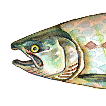Harlequin Salmon - Canvas