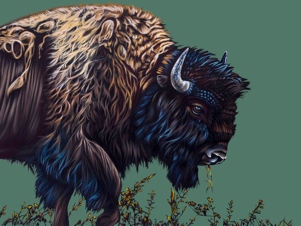 Buffalo Dusk - Canvas