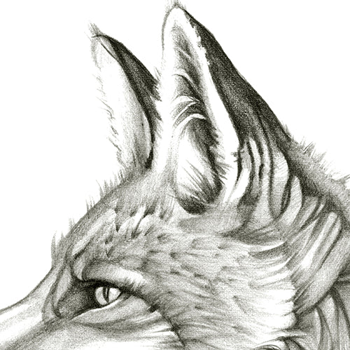 Hunts Alone - Canvas