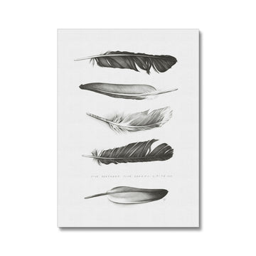 Five Feathers - Canvas