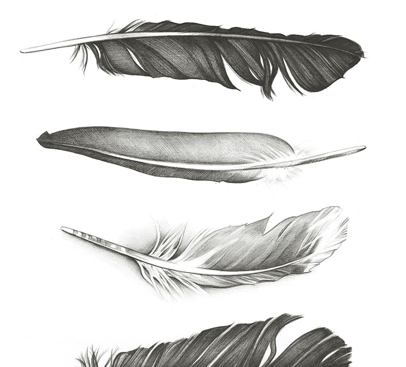 Five Feathers - Canvas
