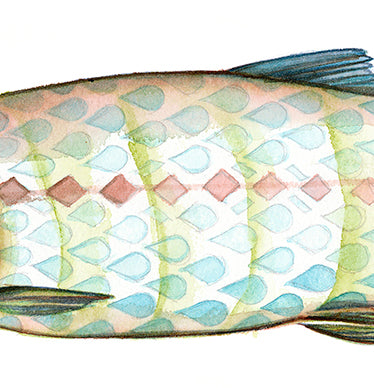 Harlequin Salmon - Canvas