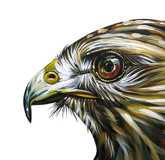 Little Hawk - Canvas