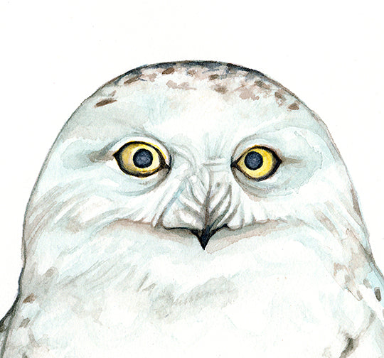 Snowy Owl - Canvas